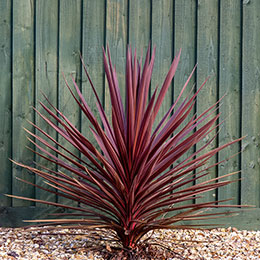 Cordyline australe 'Red Star' / Cordyline australis 'Red Star'